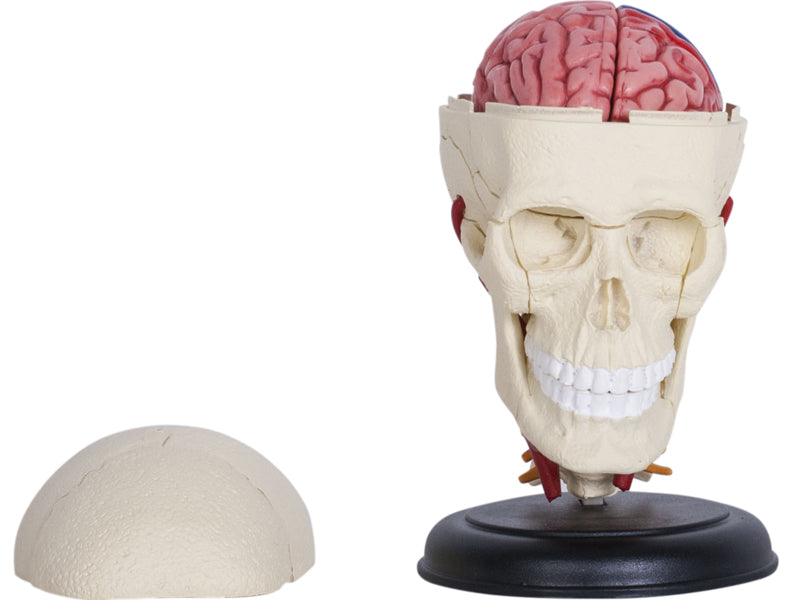 4D Master 626005 Cranial Nerve Skull 脳神経頭蓋骨 人体解剖モデル 1:3