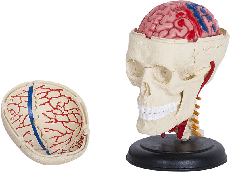 4D Master 626005 Cranial Nerve Skull 脳神経頭蓋骨 人体解剖モデル 1:3