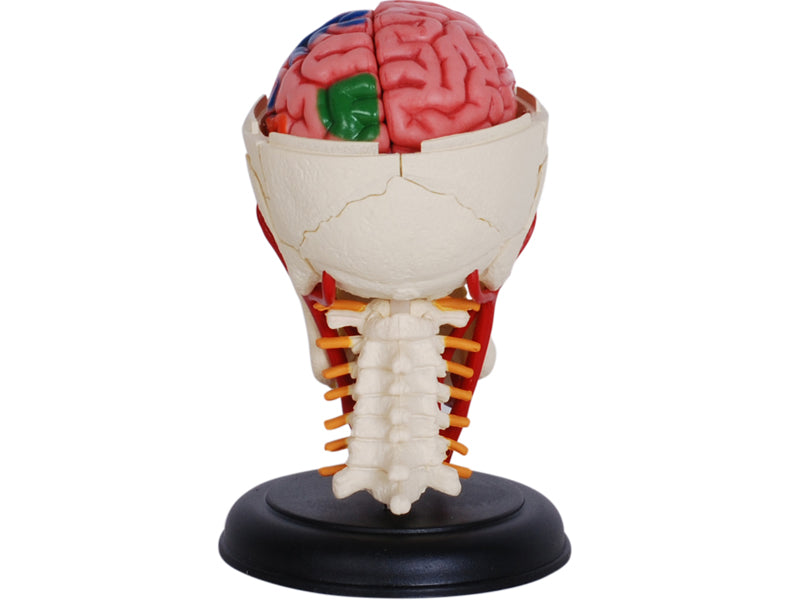 4D Master 626005 Cranial Nerve Skull 脳神経頭蓋骨 人体解剖モデル 1:3