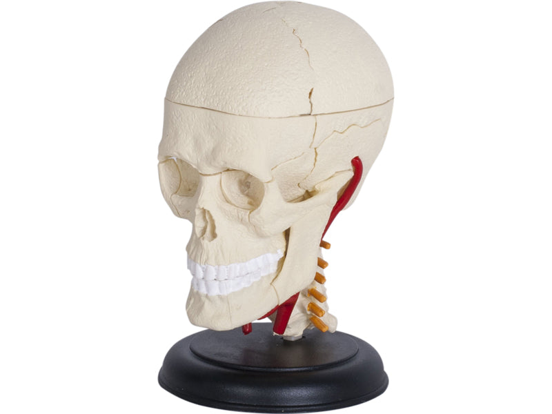 4D Master 626005 Cranial Nerve Skull 脳神経頭蓋骨 人体解剖モデル 1:3