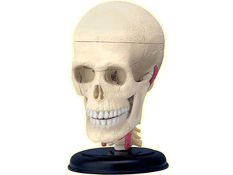 4D Master 626005 Cranial Nerve Skull 脳神経頭蓋骨 人体解剖モデル 1:3