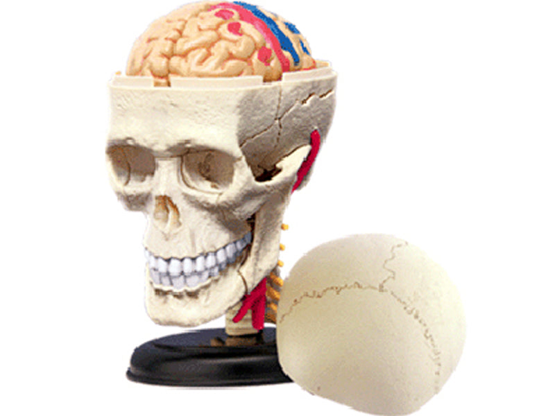 4D Master 626005 Cranial Nerve Skull 脳神経頭蓋骨 人体解剖モデル 1:3