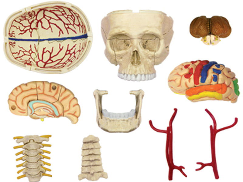 4D Master 626005 Cranial Nerve Skull 脳神経頭蓋骨 人体解剖モデル 1:3