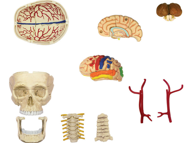 4D Master 626005 Cranial Nerve Skull 脳神経頭蓋骨 人体解剖モデル 1:3