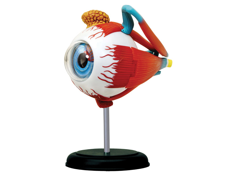 4D Master 626006 Eyeball 眼球 人体解剖モデル 1:4