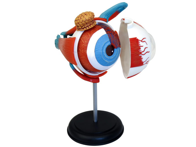 4D Master 626006 Eyeball 眼球 人体解剖モデル 1:4