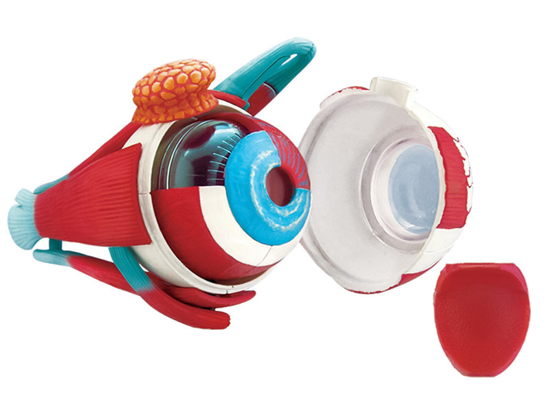 4D Master 626006 Eyeball 眼球 人体解剖モデル 1:4