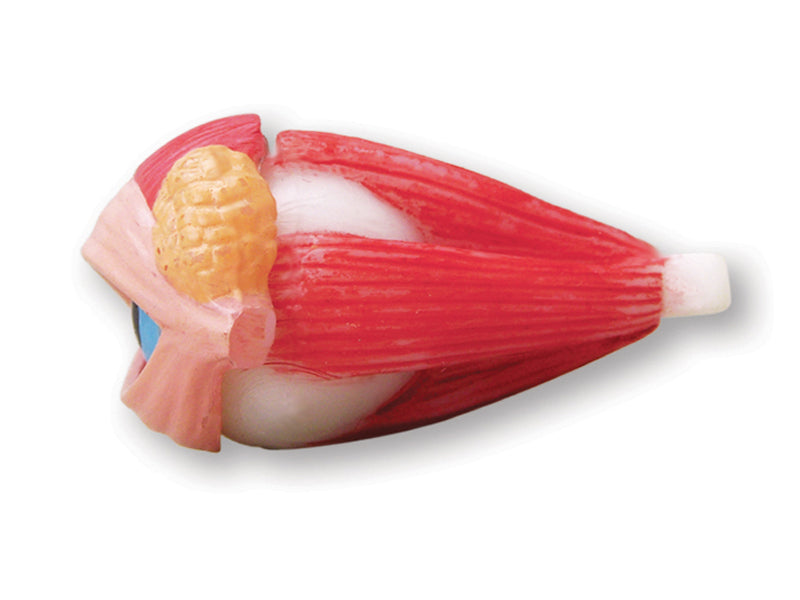 4D Master 626006 Eyeball 眼球 人体解剖モデル 1:4