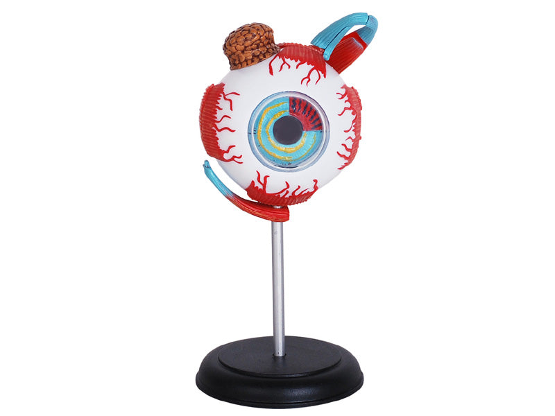 4D Master 626006 Eyeball 眼球 人体解剖モデル 1:4