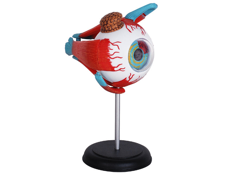 4D Master 626006 Eyeball 眼球 人体解剖モデル 1:4