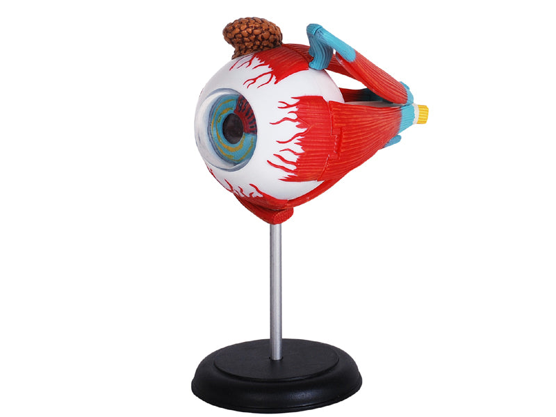 4D Master 626006 Eyeball 眼球 人体解剖モデル 1:4