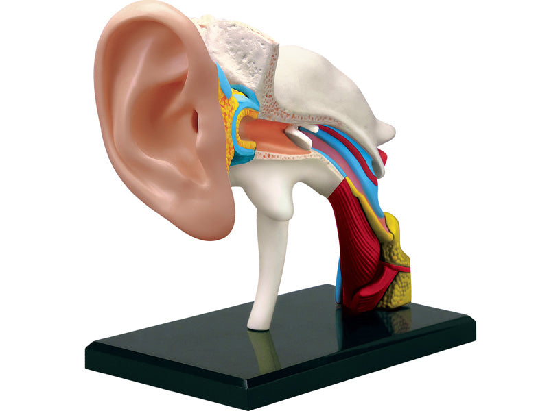 4D Master 626007 Ear 耳 人体解剖モデル 1:1.3
