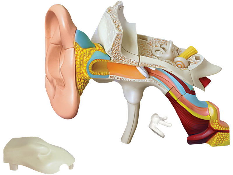 4D Master 626007 Ear 耳 人体解剖モデル 1:1.3