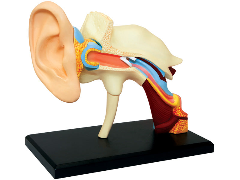 4D Master 626007 Ear 耳 人体解剖モデル 1:1.3