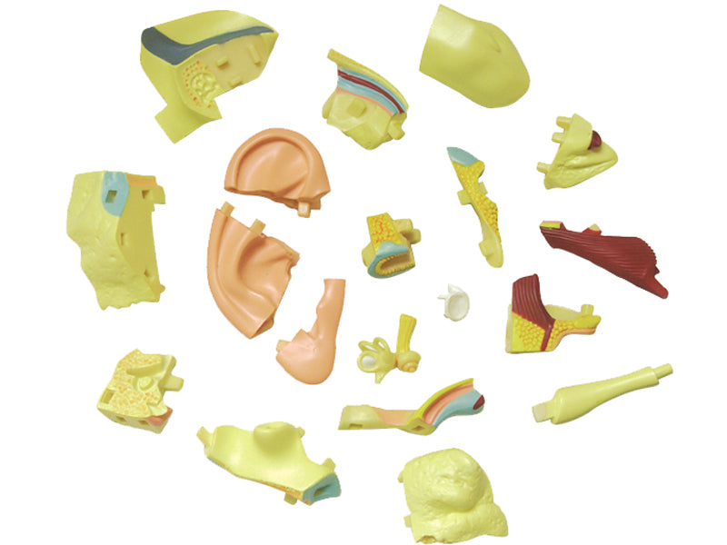 4D Master 626007 Ear 耳 人体解剖モデル 1:1.3