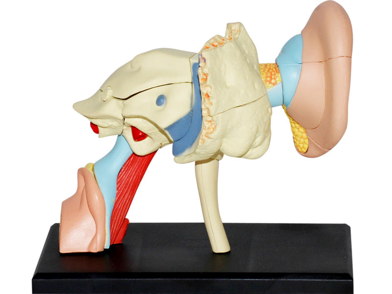 4D Master 626007 Ear 耳 人体解剖モデル 1:1.3