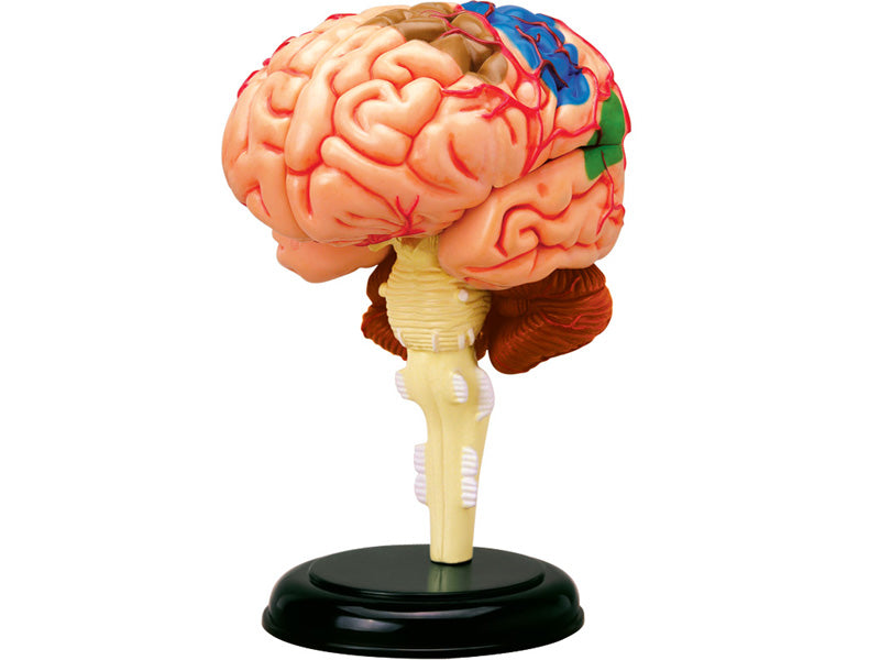 4D Master 626008 Brain 人間の脳 人体解剖モデル 1:2.5