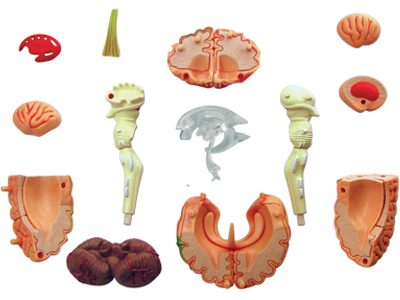 4D Master 626008 Brain 人間の脳 人体解剖モデル 1:2.5