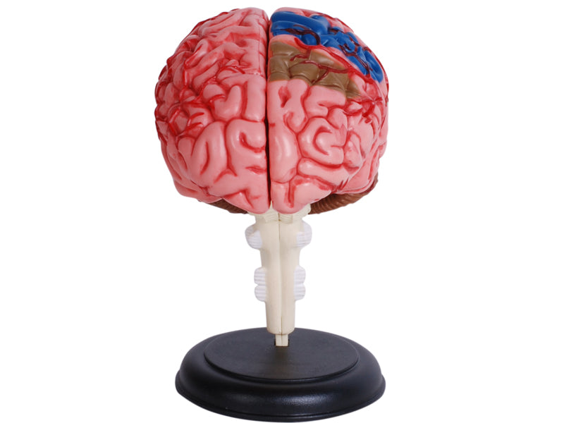 4D Master 626008 Brain 人間の脳 人体解剖モデル 1:2.5