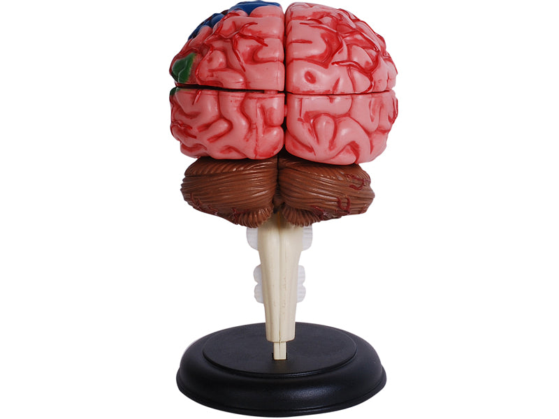 4D Master 626008 Brain 人間の脳 人体解剖モデル 1:2.5