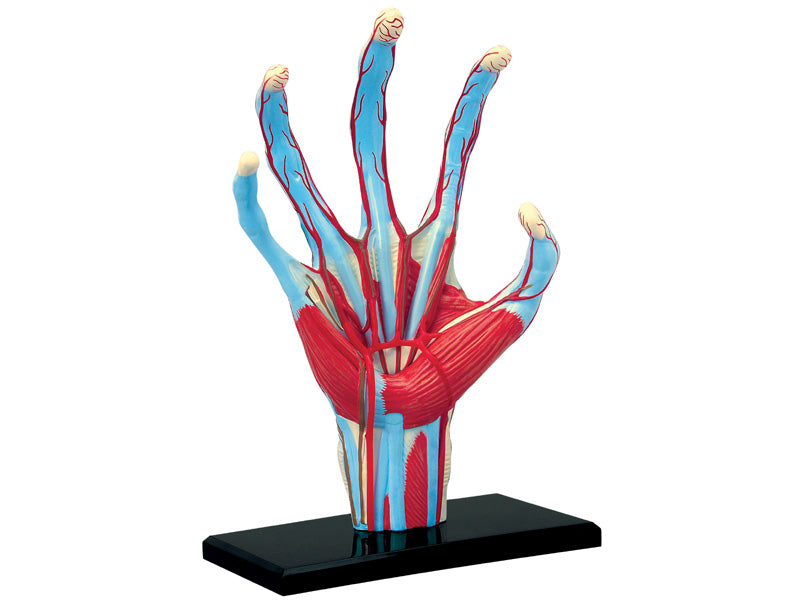 4D Master 626009 Hand 手 人体解剖モデル 1:2