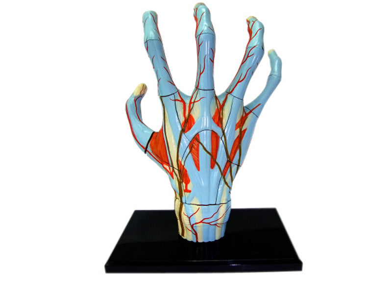 4D Master 626009 Hand 手 人体解剖モデル 1:2