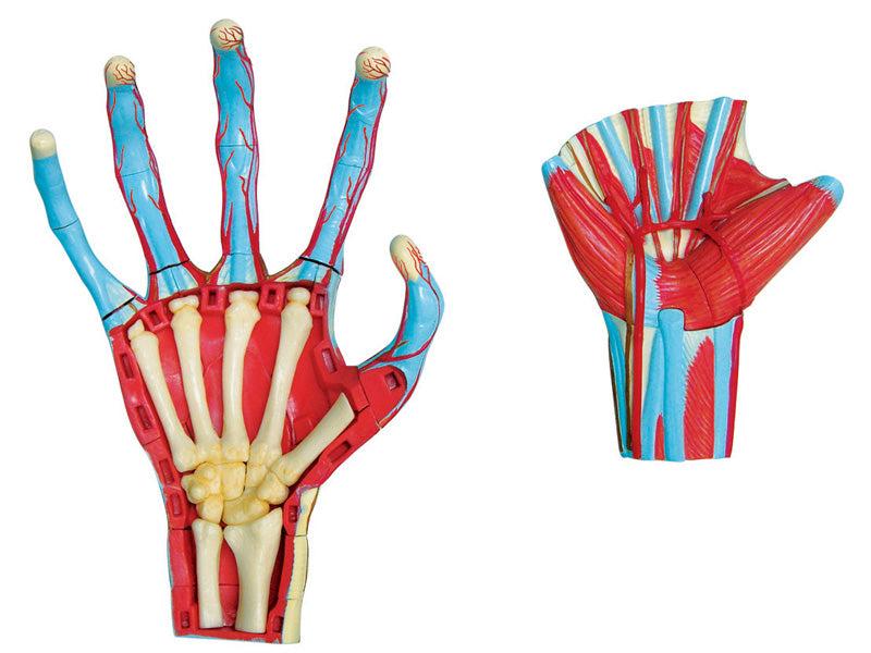 4D Master 626009 Hand 手 人体解剖モデル 1:2