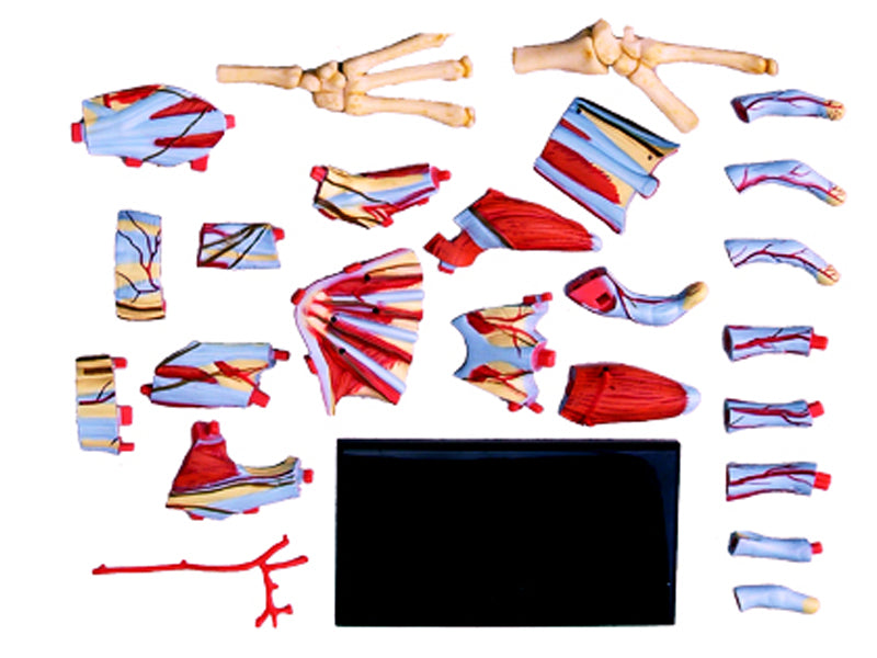 4D Master 626009 Hand 手 人体解剖モデル 1:2