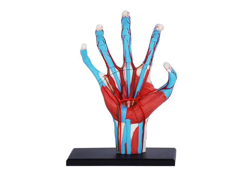 4D Master 626009 Hand 手 人体解剖モデル 1:2