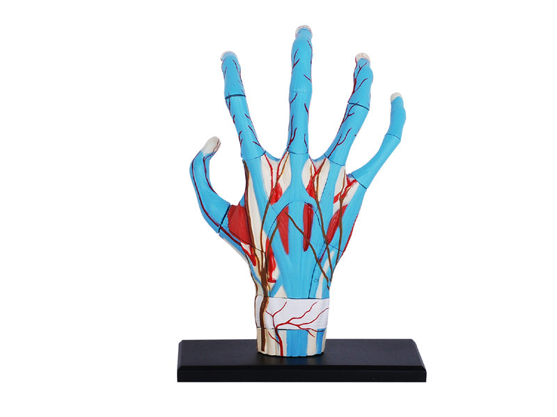 4D Master 626009 Hand 手 人体解剖モデル 1:2