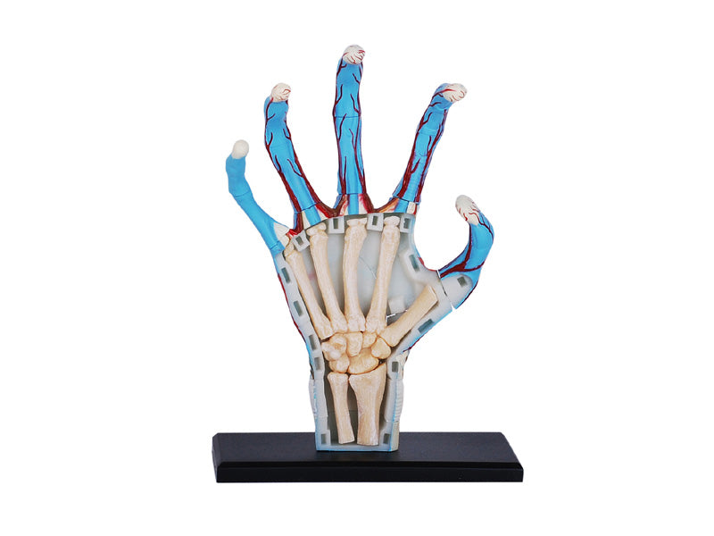 4D Master 626009 Hand 手 人体解剖モデル 1:2