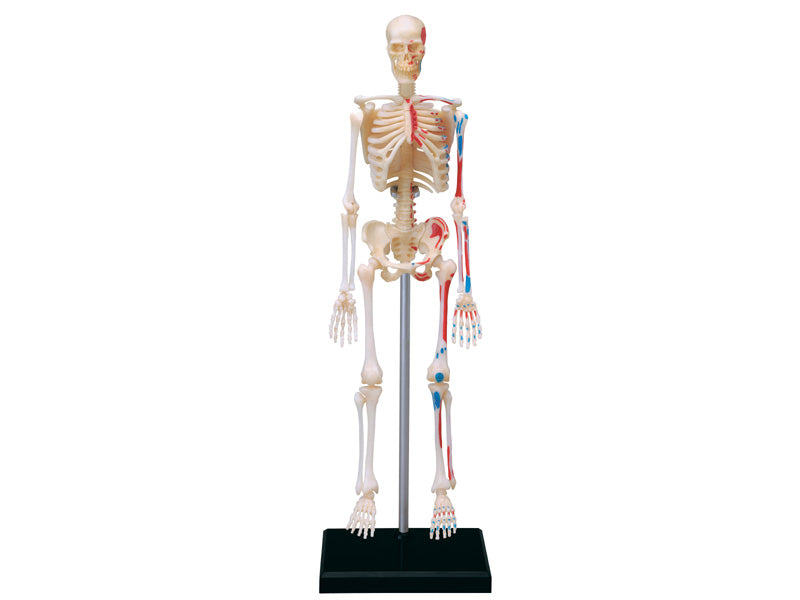 4D Master 626011 Skeleton 人間の骨格 人体解剖モデル 1:8