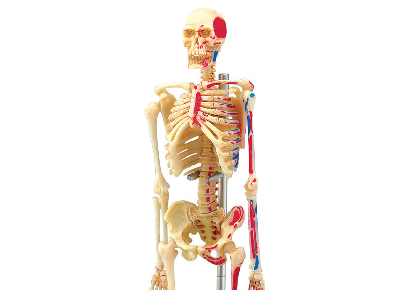 4D Master 626011 Skeleton 人間の骨格 人体解剖モデル 1:8