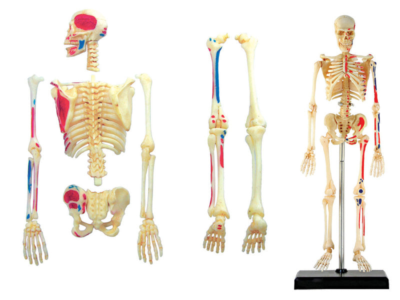 4D Master 626011 Skeleton 人間の骨格 人体解剖モデル 1:8