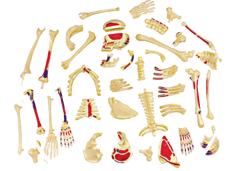 4D Master 626011 Skeleton 人間の骨格 人体解剖モデル 1:8
