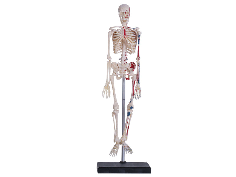 4D Master 626011 Skeleton 人間の骨格 人体解剖モデル 1:8