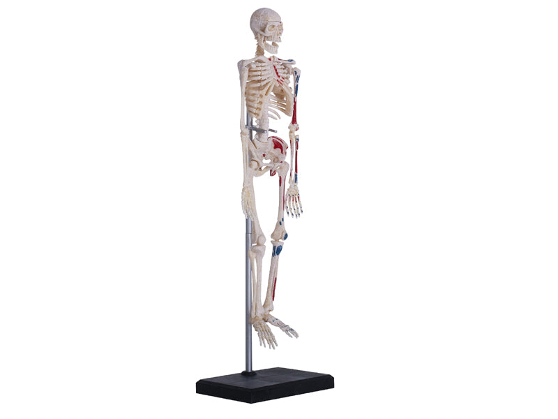 4D Master 626011 Skeleton 人間の骨格 人体解剖モデル 1:8