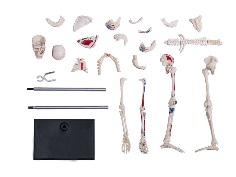 4D Master 626011 Skeleton 人間の骨格 人体解剖モデル 1:8