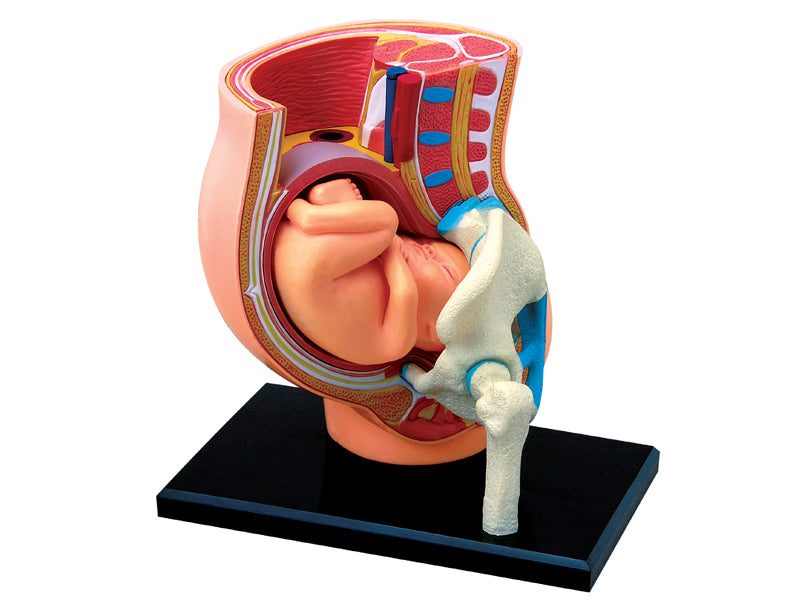 4D Master 626012 Pregnancy Pelvis 妊娠骨盤 人体解剖モデル 1:3.8
