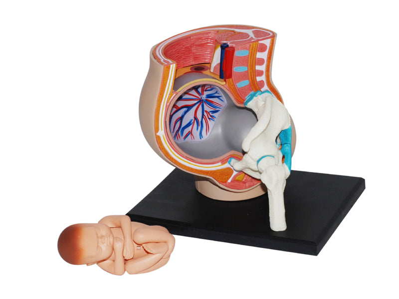4D Master 626012 Pregnancy Pelvis 妊娠骨盤 人体解剖モデル 1:3.8