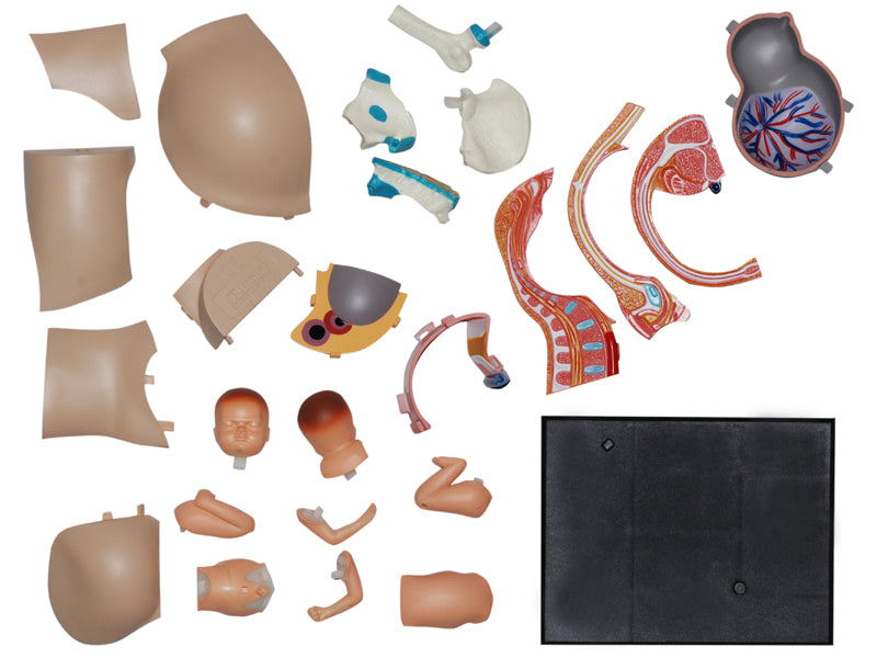 4D Master 626012 Pregnancy Pelvis 妊娠骨盤 人体解剖モデル 1:3.8