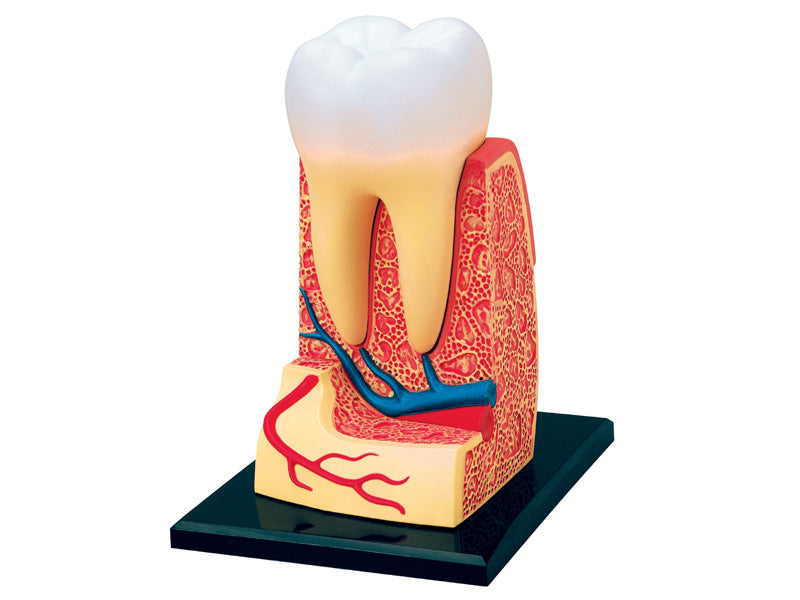 4D Master 626013 Triple Root Molar 三根大臼歯 人体解剖モデル 3.5:1