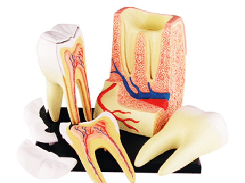 4D Master 626013 Triple Root Molar 三根大臼歯 人体解剖モデル 3.5:1