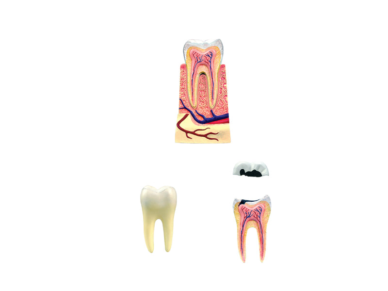 4D Master 626013 Triple Root Molar 三根大臼歯 人体解剖モデル 3.5:1
