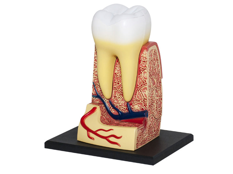 4D Master 626013 Triple Root Molar 三根大臼歯 人体解剖モデル 3.5:1