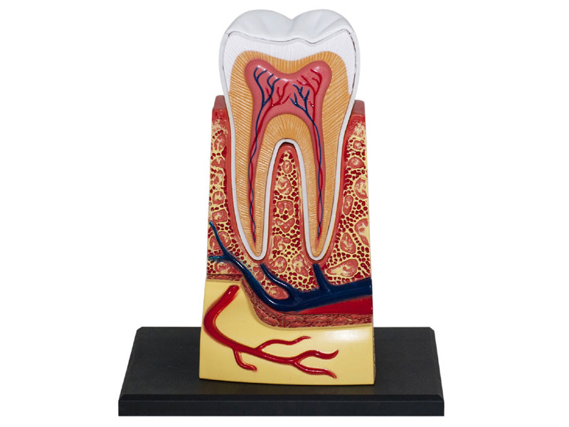 4D Master 626013 Triple Root Molar 三根大臼歯 人体解剖モデル 3.5:1