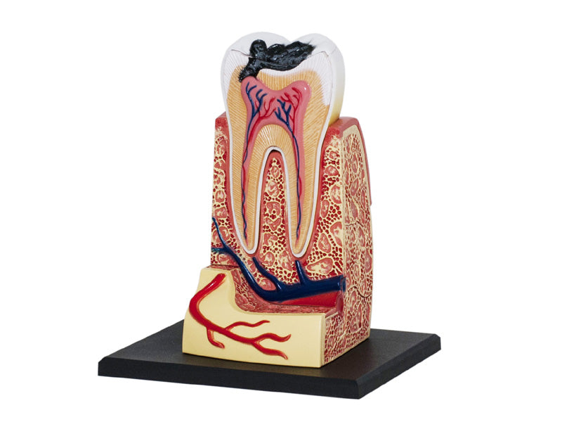4D Master 626013 Triple Root Molar 三根大臼歯 人体解剖モデル 3.5:1