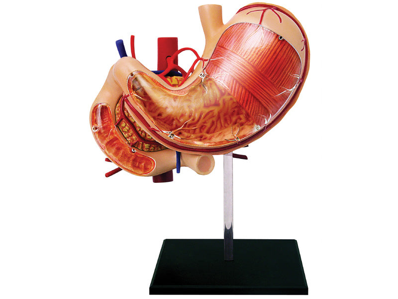 4D Master 626014 Stomach & other organs 胃 人体解剖モデル 1:1.7
