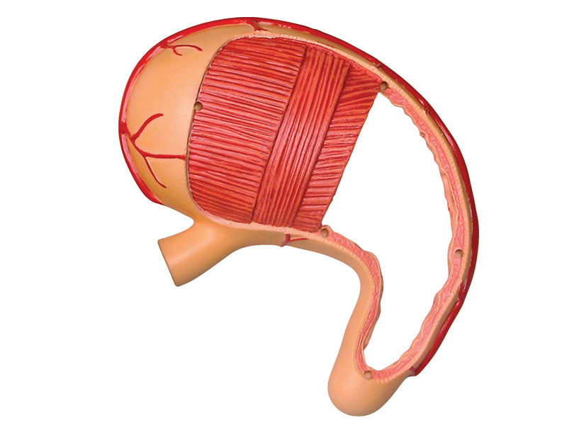 4D Master 626014 Stomach & other organs 胃 人体解剖モデル 1:1.7