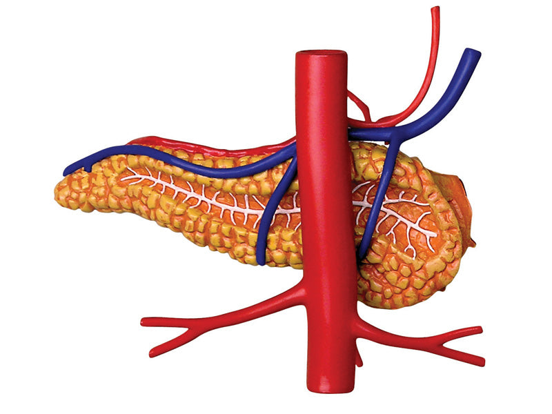 4D Master 626014 Stomach & other organs 胃 人体解剖モデル 1:1.7